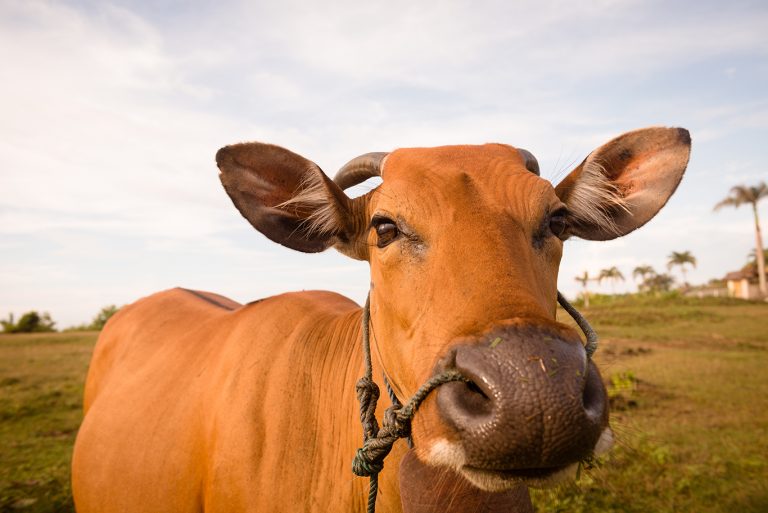 Mengambil Hikmah dari Berqurban